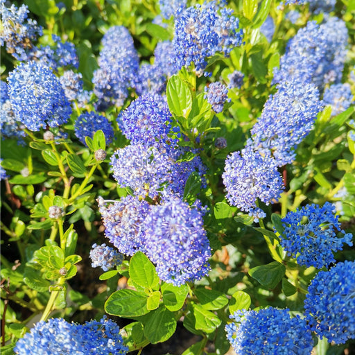 Ceanothus 'Victoria' (Californian Lilac) 9cm/2L/5L/10L -