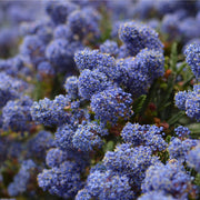 Ceanothus 'Victoria' (Californian Lilac) 9cm/2L/5L/10L -