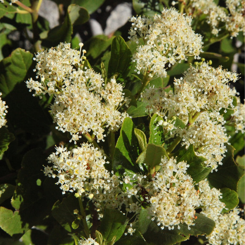 Ceanothus thyrsiflorus 'Millerton Point' 2L | Evergreen White Californian Lilac -