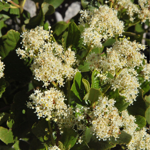 Ceanothus thyrsiflorus 'Snow Flurries' | Evergreen, White Californian Lilac | 2L -