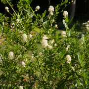 Ceanothus thyrsiflorus 'Millerton Point' 2L | Evergreen White Californian Lilac -
