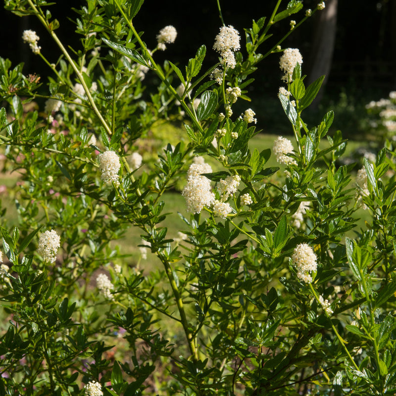 Ceanothus thyrsiflorus 'Snow Flurries' | Evergreen, White Californian Lilac | 2L -