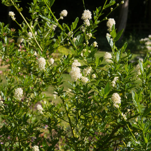 Ceanothus thyrsiflorus 'Snow Flurries' | Evergreen, White Californian Lilac | 2L -