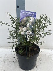 Ceanothus thyrsiflorus 'Millerton Point' 2L | Evergreen White Californian Lilac -