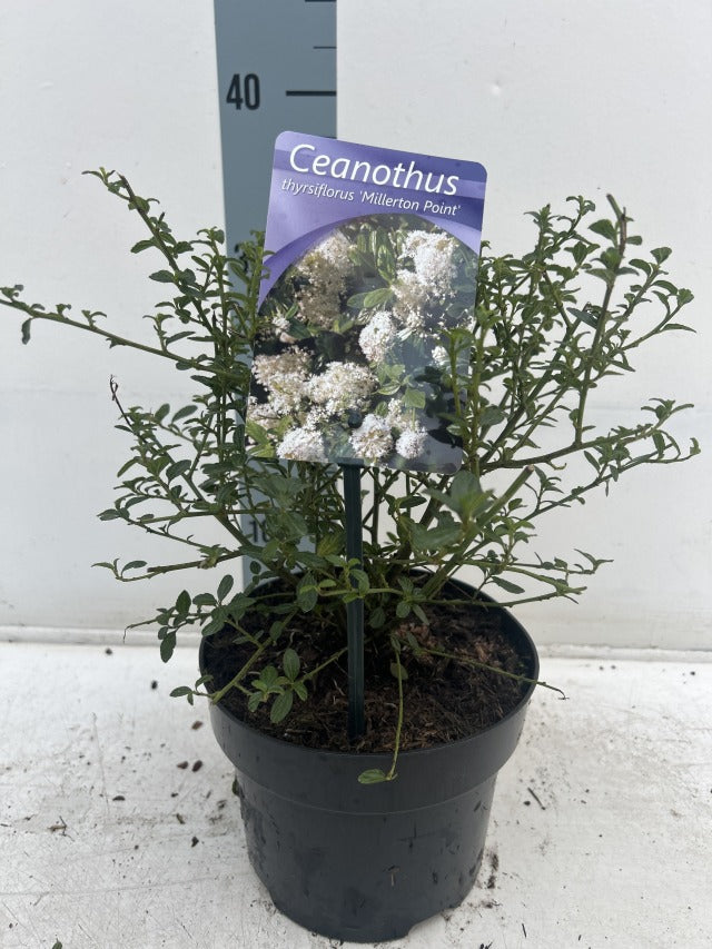 Ceanothus thyrsiflorus 'Millerton Point' 2L | Evergreen White Californian Lilac -