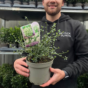 Ceanothus thyrsiflorus 'Millerton Point' 2L | Evergreen White Californian Lilac -