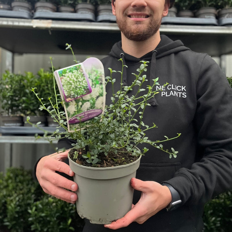 Ceanothus thyrsiflorus 'Millerton Point' 2L | Evergreen White Californian Lilac -