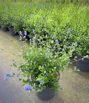 Ceanothus 'Victoria' (Californian Lilac) 9cm/2L/5L/10L -