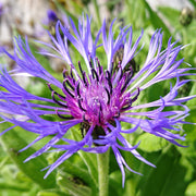 Centaurea caerulea 1L -