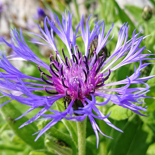 Centaurea caerulea 1L -