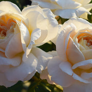 Rose Champagne Moments | Floribunda | 4L Potted Rose (PRE ORDER DECEMBER '25) -