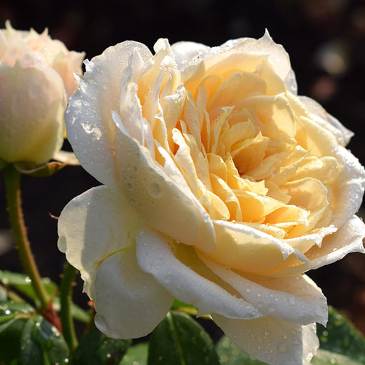 Rose Champagne Moments | Floribunda | 4L Potted Rose (PRE ORDER DECEMBER '25) -