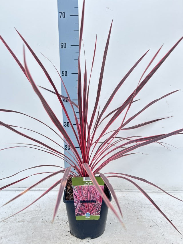 Cordyline australis 'Charlie Boy' 2L -