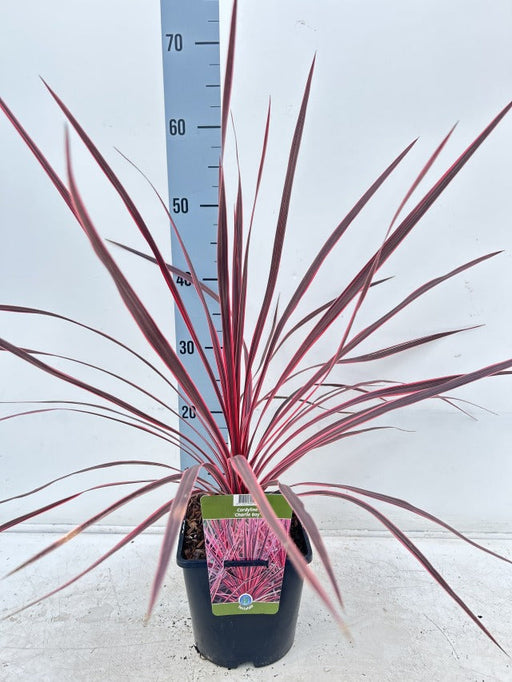Cordyline australis 'Charlie Boy' 2L -