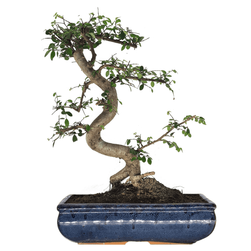 Chinese Elm (Ulmus Parvifolia) Bonsai Tree | Shaped | In 30cm Pot
