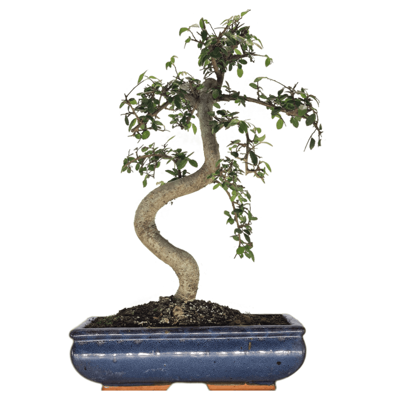 Chinese Elm (Ulmus Parvifolia) Bonsai Tree | Shaped | In 30cm Pot