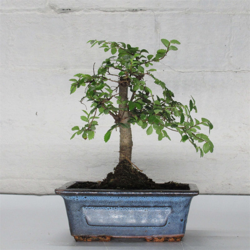 Chinese Elm (Ulmus Parvifolia) Bonsai Tree | Broom | In 15cm Pot
