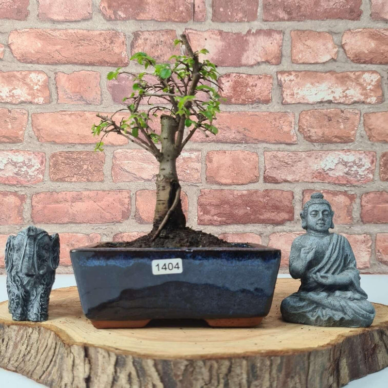 Chinese Elm (Ulmus Parvifolia) Bonsai Tree | Broom | In 15cm Pot