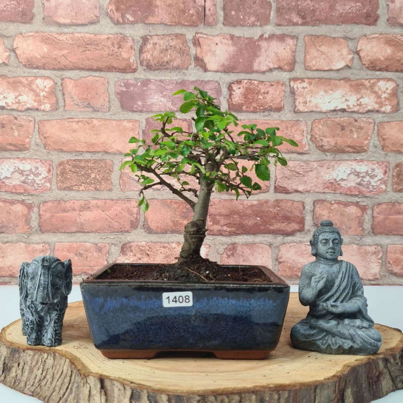 Chinese Elm (Ulmus Parvifolia) Bonsai Tree | Broom | In 15cm Pot
