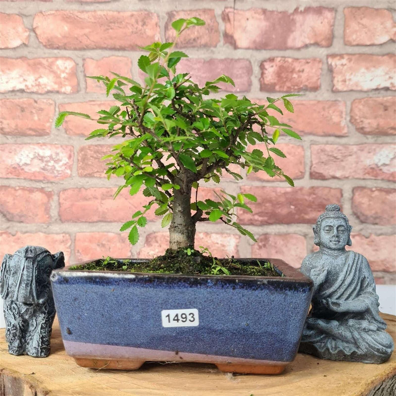 Chinese Elm (Ulmus Parvifolia) Bonsai Tree | Broom | In 15cm Pot