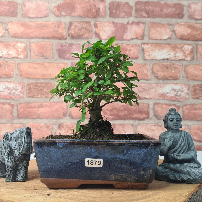 Chinese Elm (Ulmus Parvifolia) Bonsai Tree | Broom | In 15cm Pot