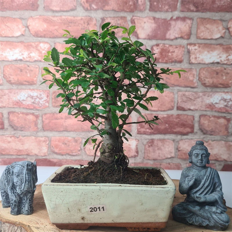 Chinese Elm (Ulmus Parvifolia) Bonsai Tree | Broom | In 15cm Pot