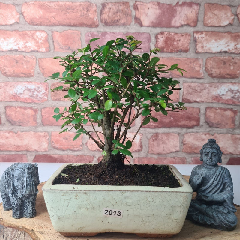 Chinese Elm (Ulmus Parvifolia) Bonsai Tree | Broom | In 15cm Pot