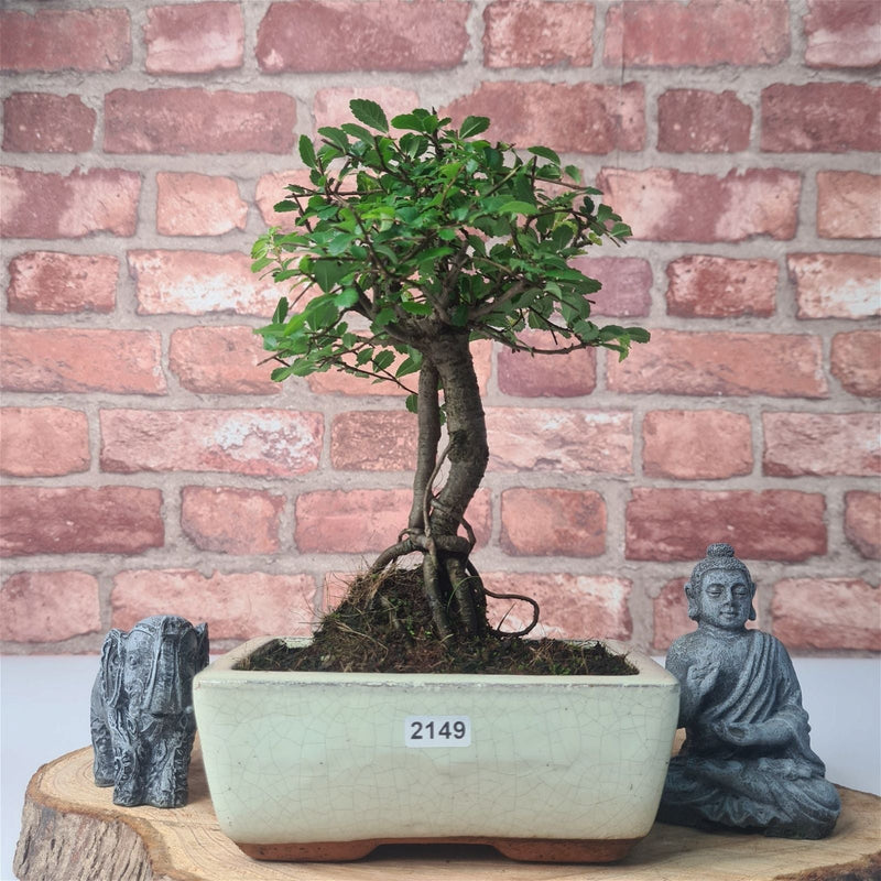 Chinese Elm (Ulmus Parvifolia) Bonsai Tree | Broom | In 15cm Pot