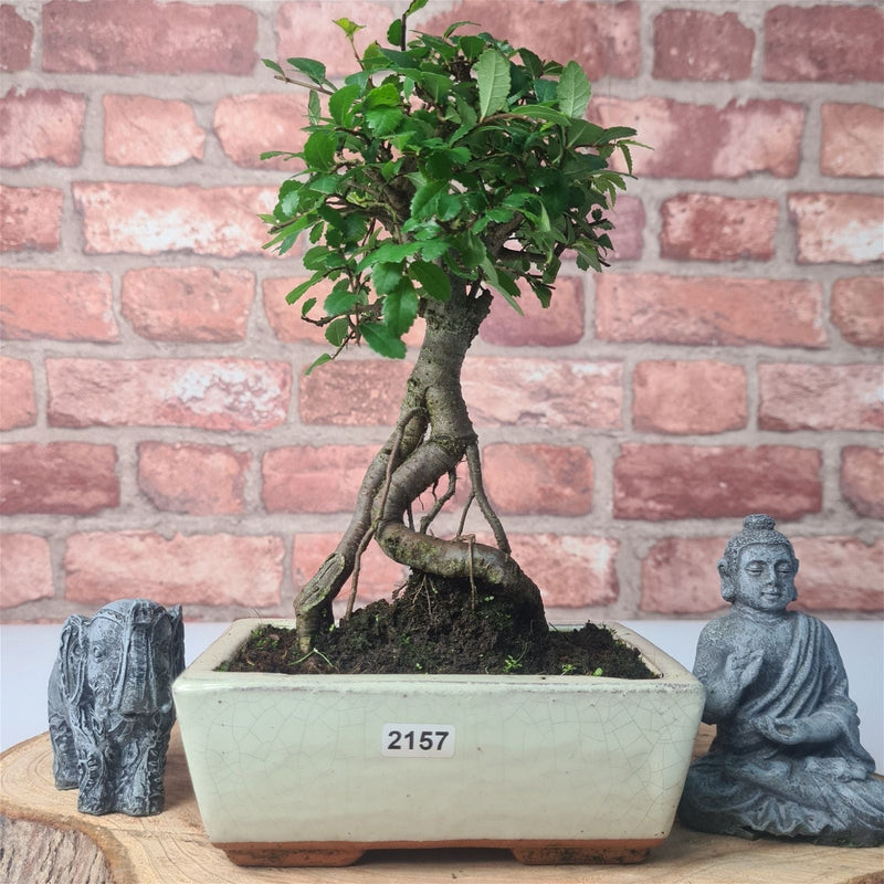 Chinese Elm (Ulmus Parvifolia) Bonsai Tree | Broom | In 15cm Pot