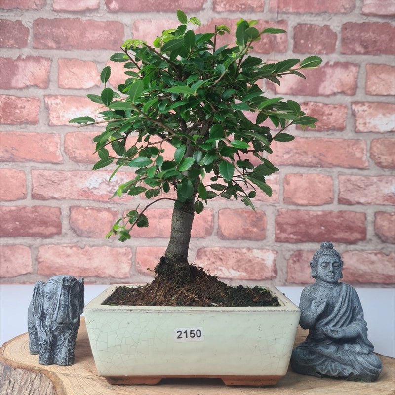 Chinese Elm (Ulmus Parvifolia) Bonsai Tree | Broom | In 15cm Pot