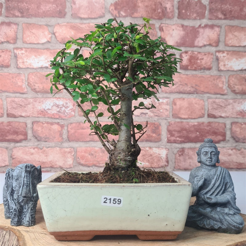 Chinese Elm (Ulmus Parvifolia) Bonsai Tree | Broom | In 15cm Pot