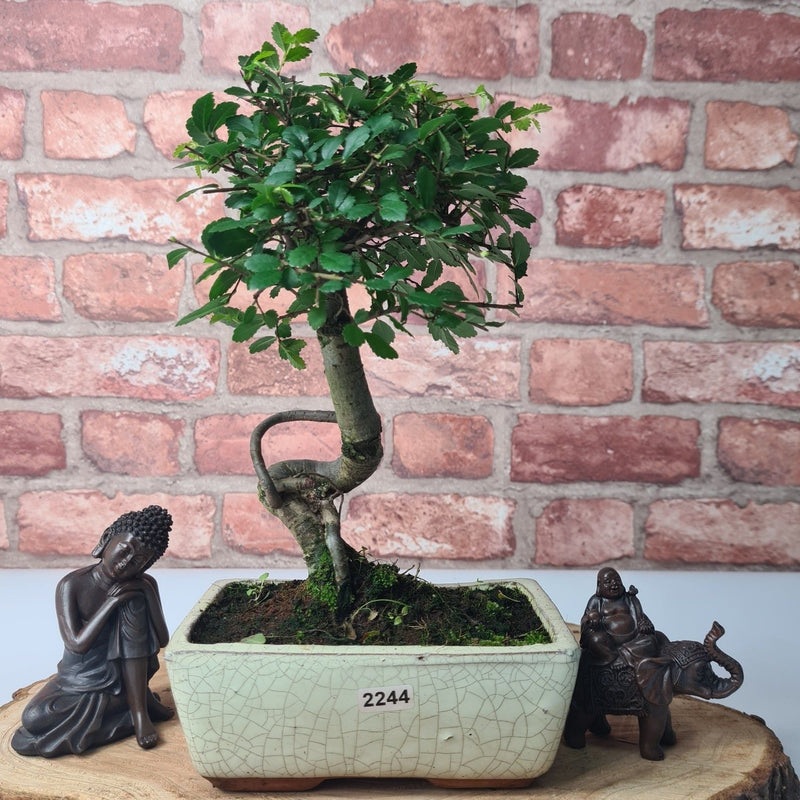 Chinese Elm (Ulmus Parvifolia) Bonsai Tree | Broom | In 15cm Pot