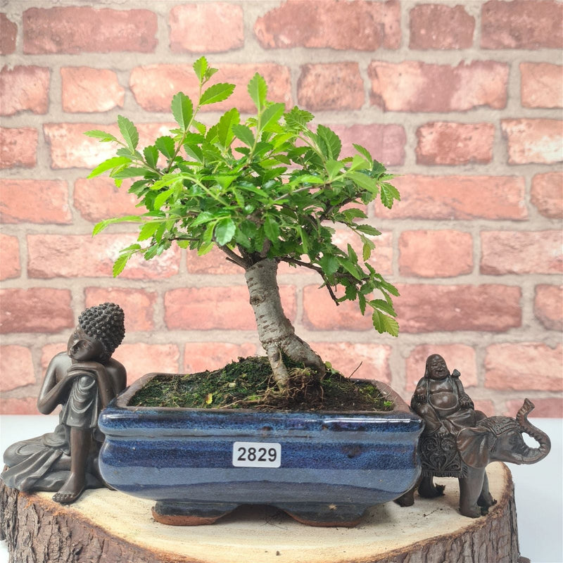 Chinese Elm (Ulmus Parvifolia) Bonsai Tree | Broom | In 15cm Pot