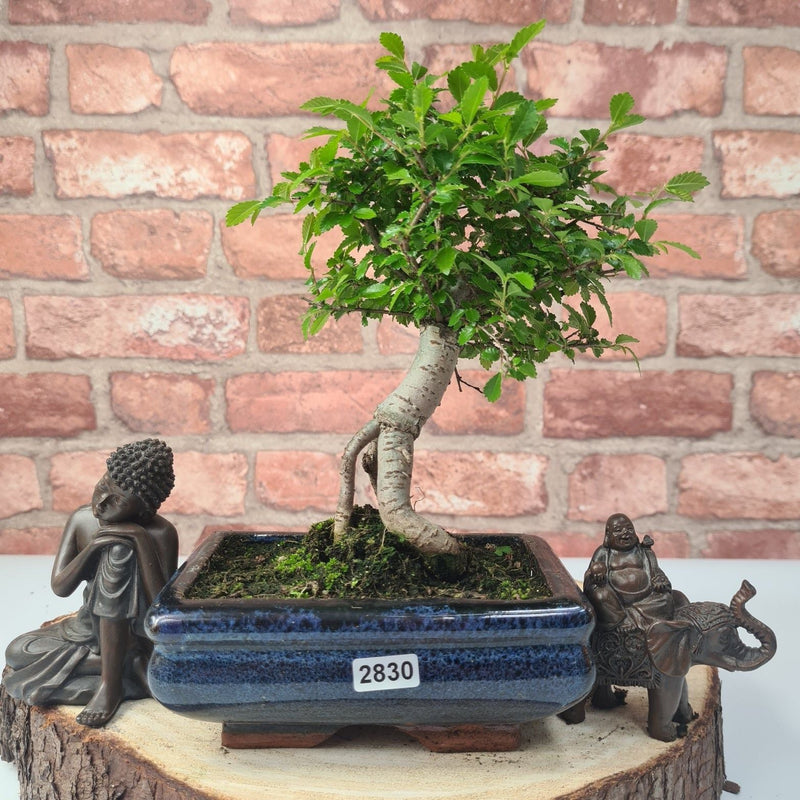 Chinese Elm (Ulmus Parvifolia) Bonsai Tree | Broom | In 15cm Pot