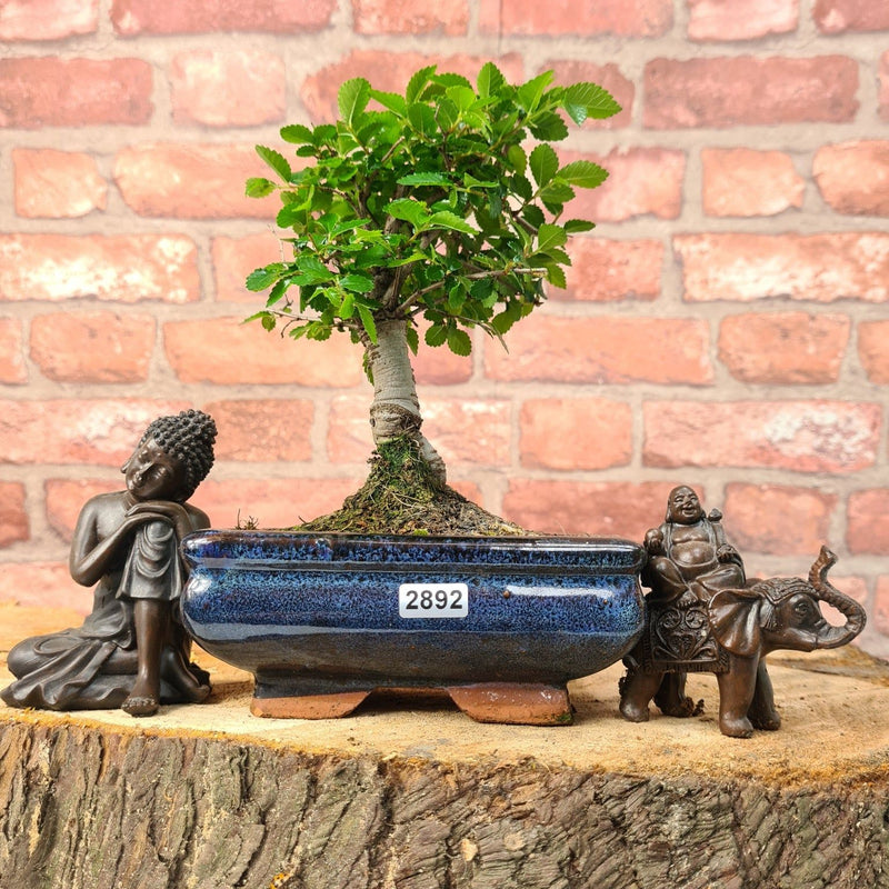 Chinese Elm (Ulmus Parvifolia) Bonsai Tree | Broom | In 15cm Pot