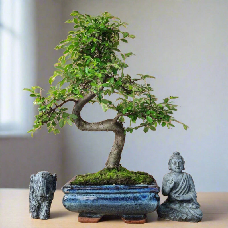 Chinese Elm (Ulmus Parvifolia) Bonsai Tree | Shaped | In 15cm Pot