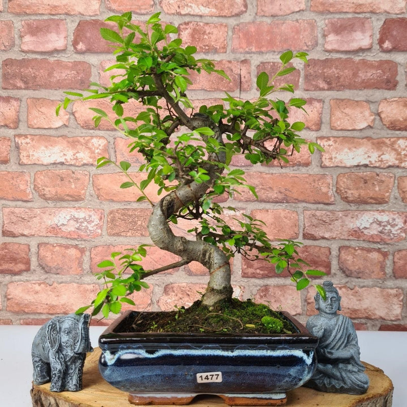 Chinese Elm (Ulmus Parvifolia) Bonsai Tree | Shaped | In 20cm Pot