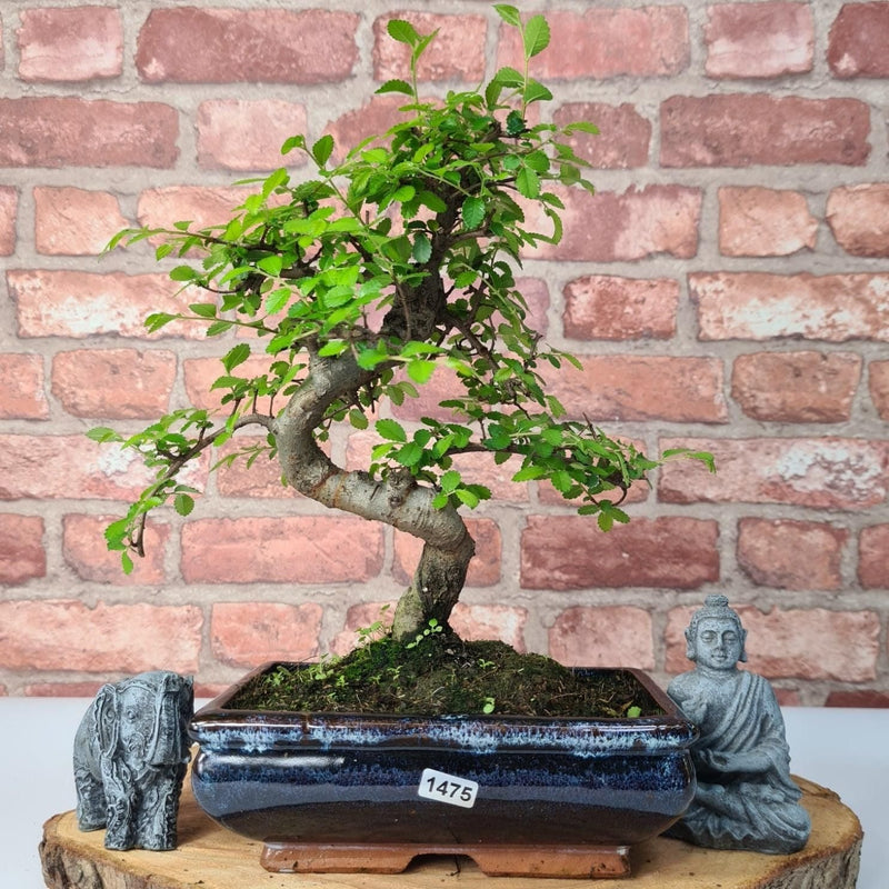 Chinese Elm (Ulmus Parvifolia) Bonsai Tree | Shaped | In 20cm Pot