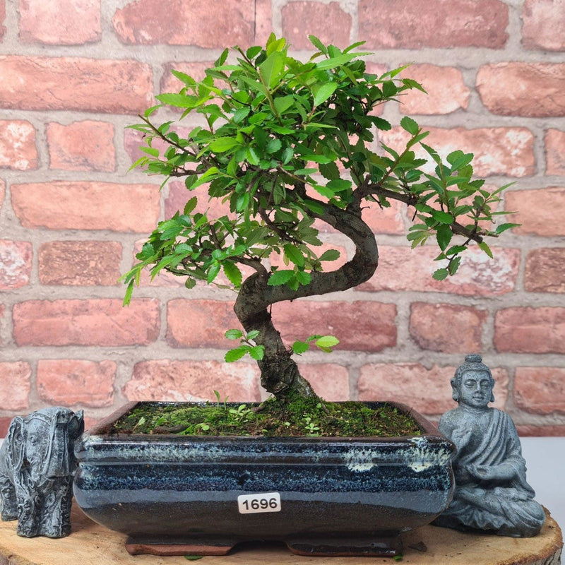 Chinese Elm (Ulmus Parvifolia) Bonsai Tree | Shaped | In 20cm Pot