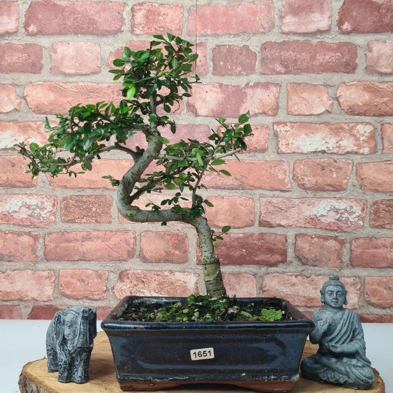 Chinese Elm (Ulmus Parvifolia) Bonsai Tree | Shaped | In 20cm Pot