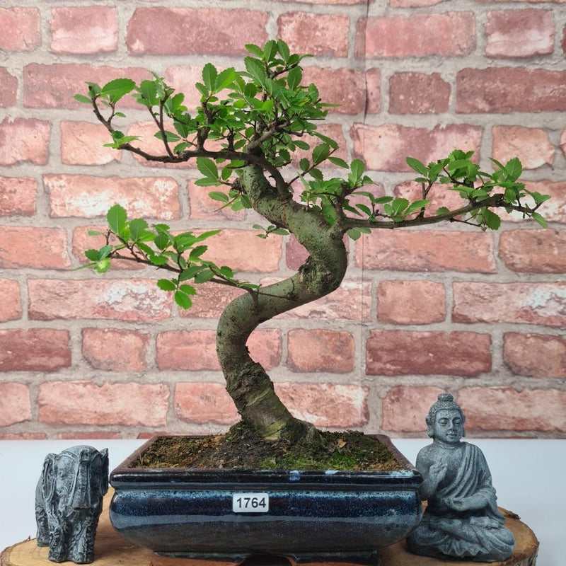 Chinese Elm (Ulmus Parvifolia) Bonsai Tree | Shaped | In 20cm Pot