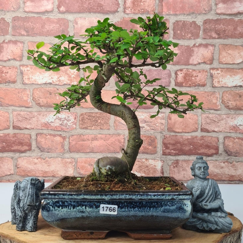 Chinese Elm (Ulmus Parvifolia) Bonsai Tree | Shaped | In 20cm Pot