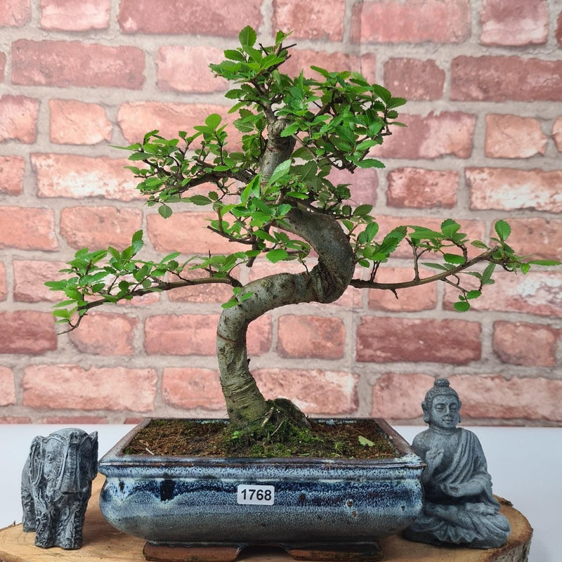 Chinese Elm (Ulmus Parvifolia) Bonsai Tree | Shaped | In 20cm Pot