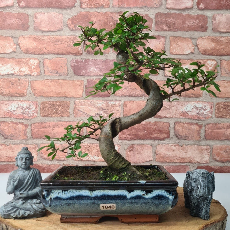 Chinese Elm (Ulmus Parvifolia) Bonsai Tree | Shaped | In 20cm Pot