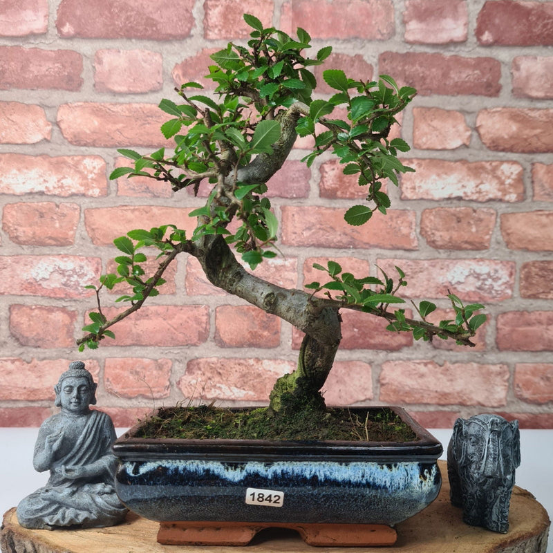 Chinese Elm (Ulmus Parvifolia) Bonsai Tree | Shaped | In 20cm Pot