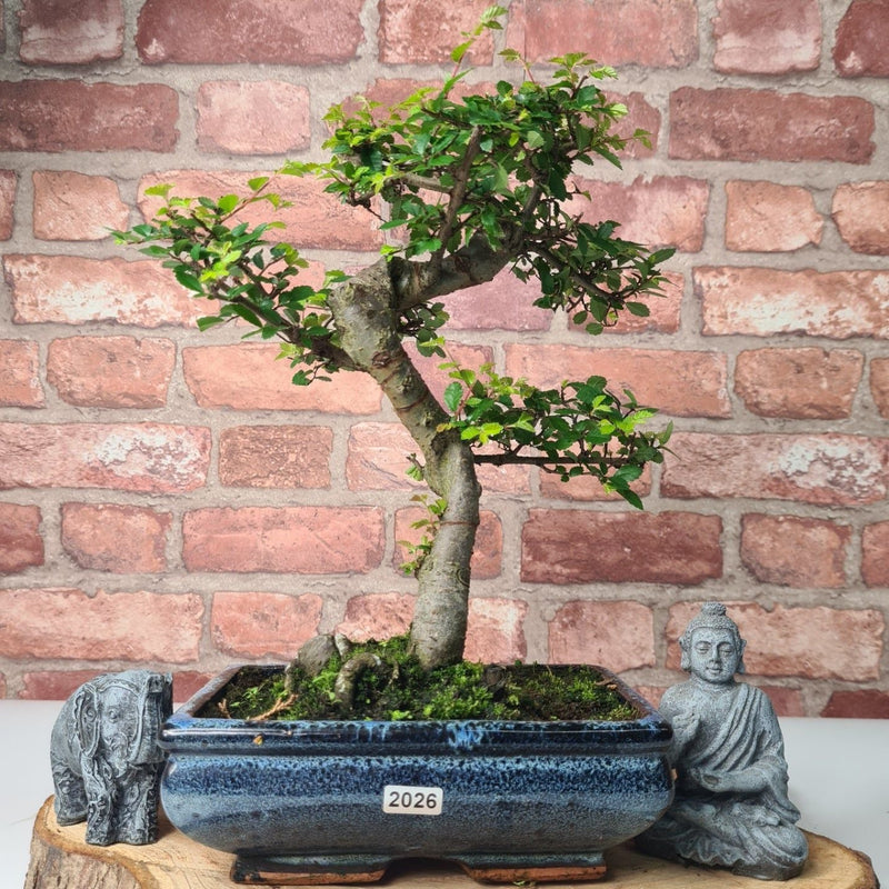 Chinese Elm (Ulmus Parvifolia) Bonsai Tree | Shaped | In 20cm Pot
