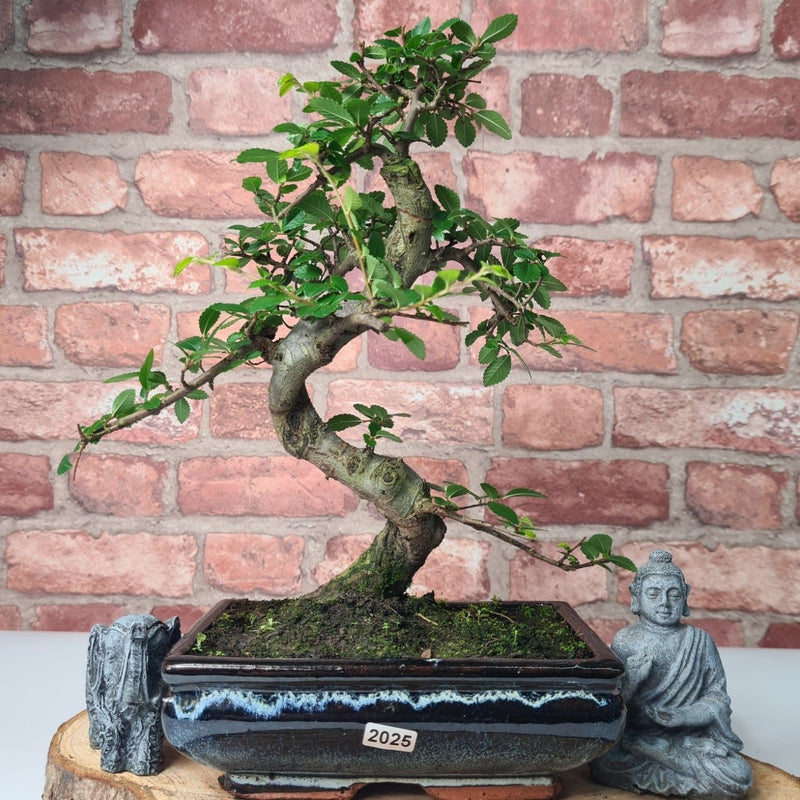 Chinese Elm (Ulmus Parvifolia) Bonsai Tree | Shaped | In 20cm Pot