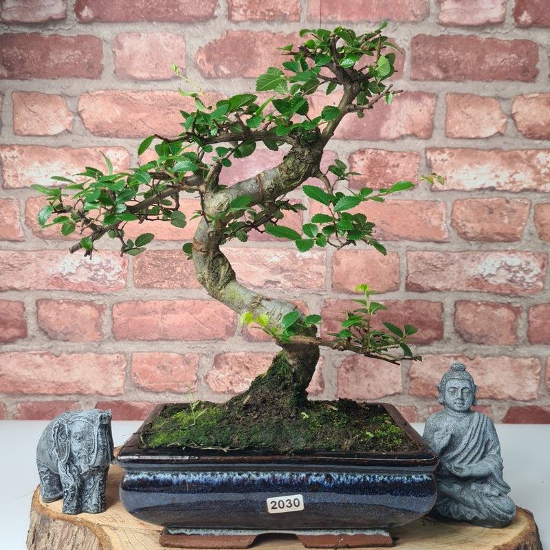 Chinese Elm (Ulmus Parvifolia) Bonsai Tree | Shaped | In 20cm Pot