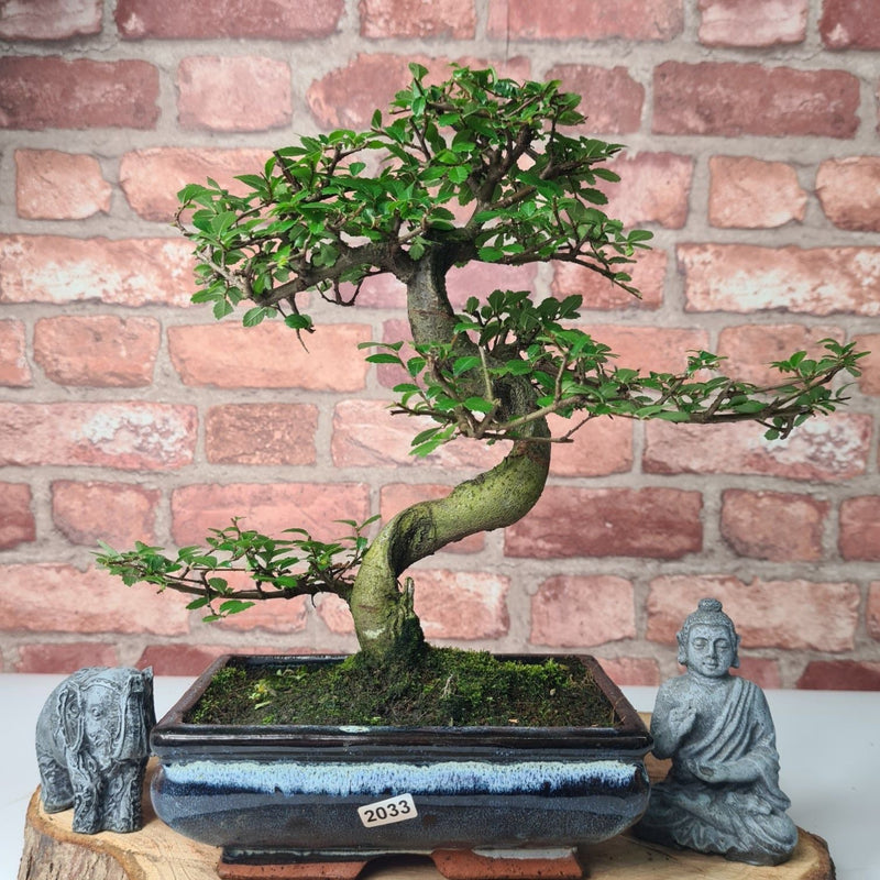 Chinese Elm (Ulmus Parvifolia) Bonsai Tree | Shaped | In 20cm Pot