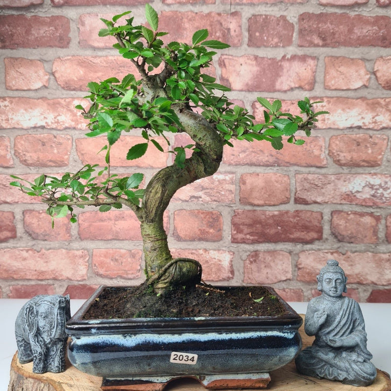 Chinese Elm (Ulmus Parvifolia) Bonsai Tree | Shaped | In 20cm Pot